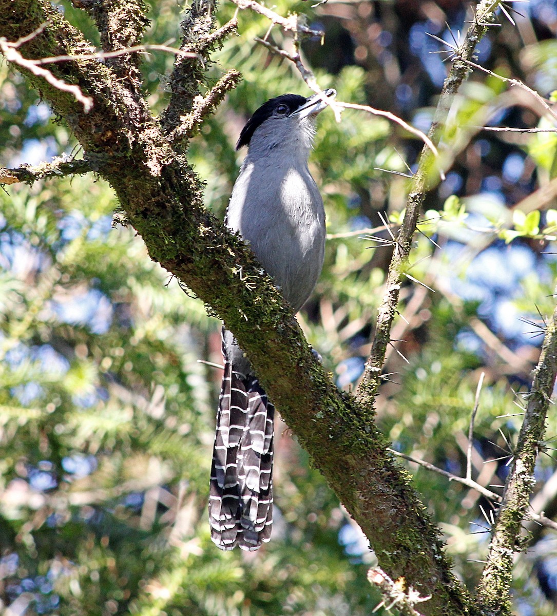 Giant Antshrike - ML642358582