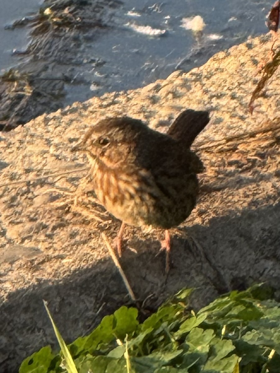 Song Sparrow - ML642358589