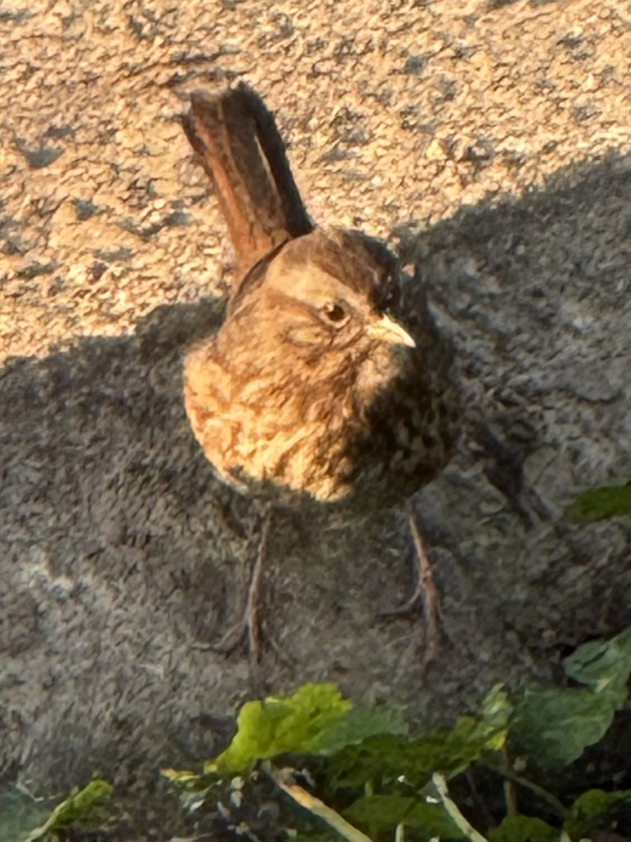 Song Sparrow - ML642358590