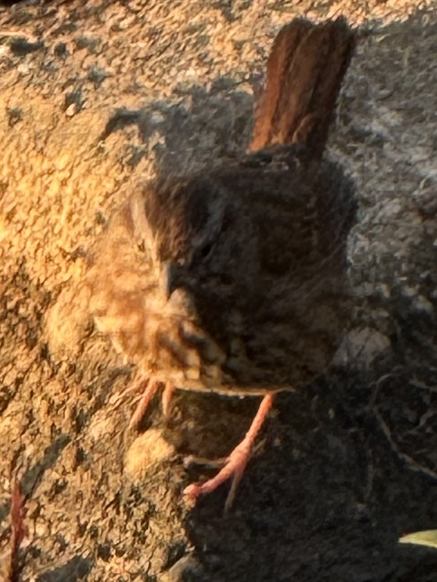 Song Sparrow - ML642358591