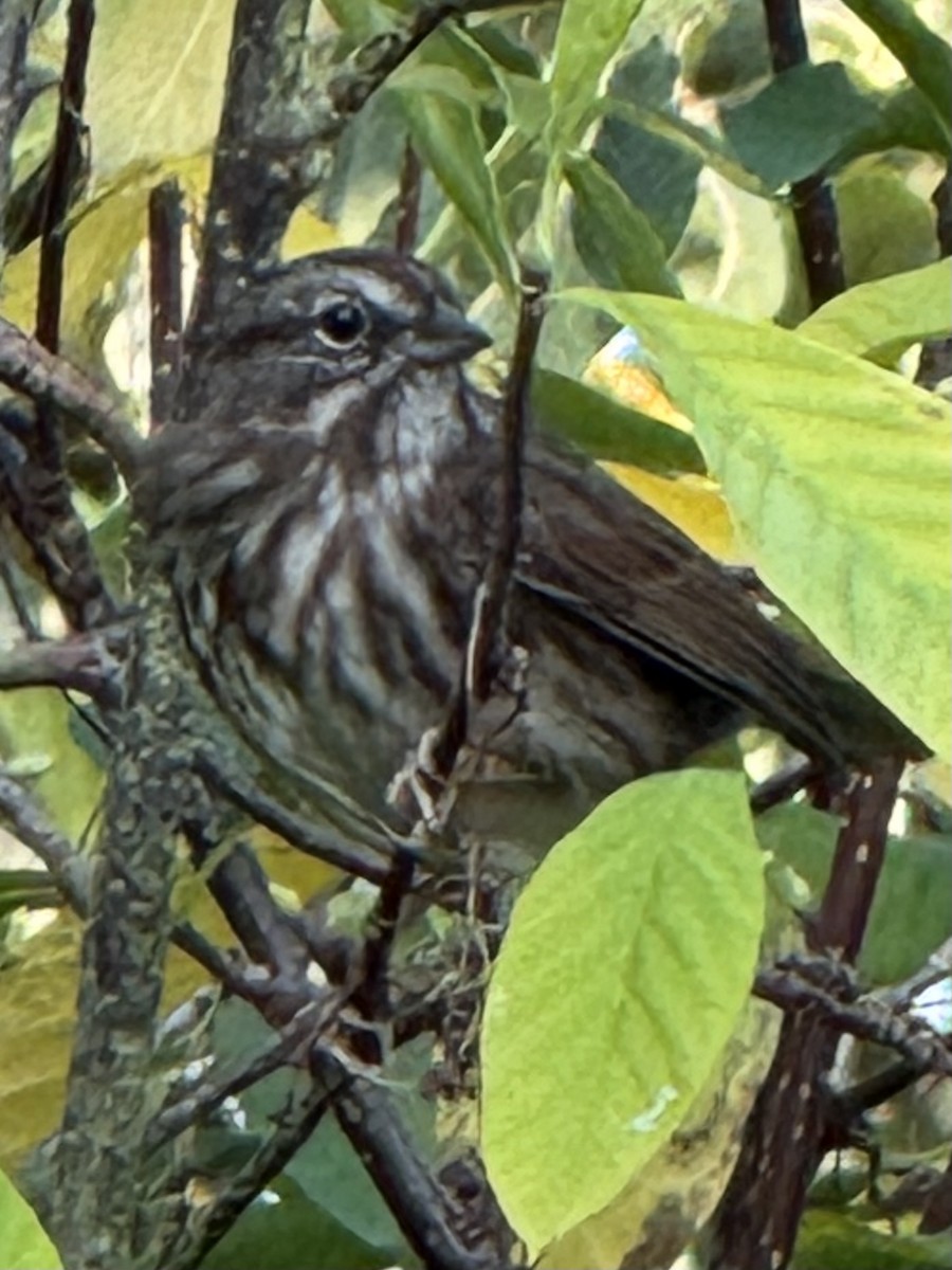 Song Sparrow - ML642358592
