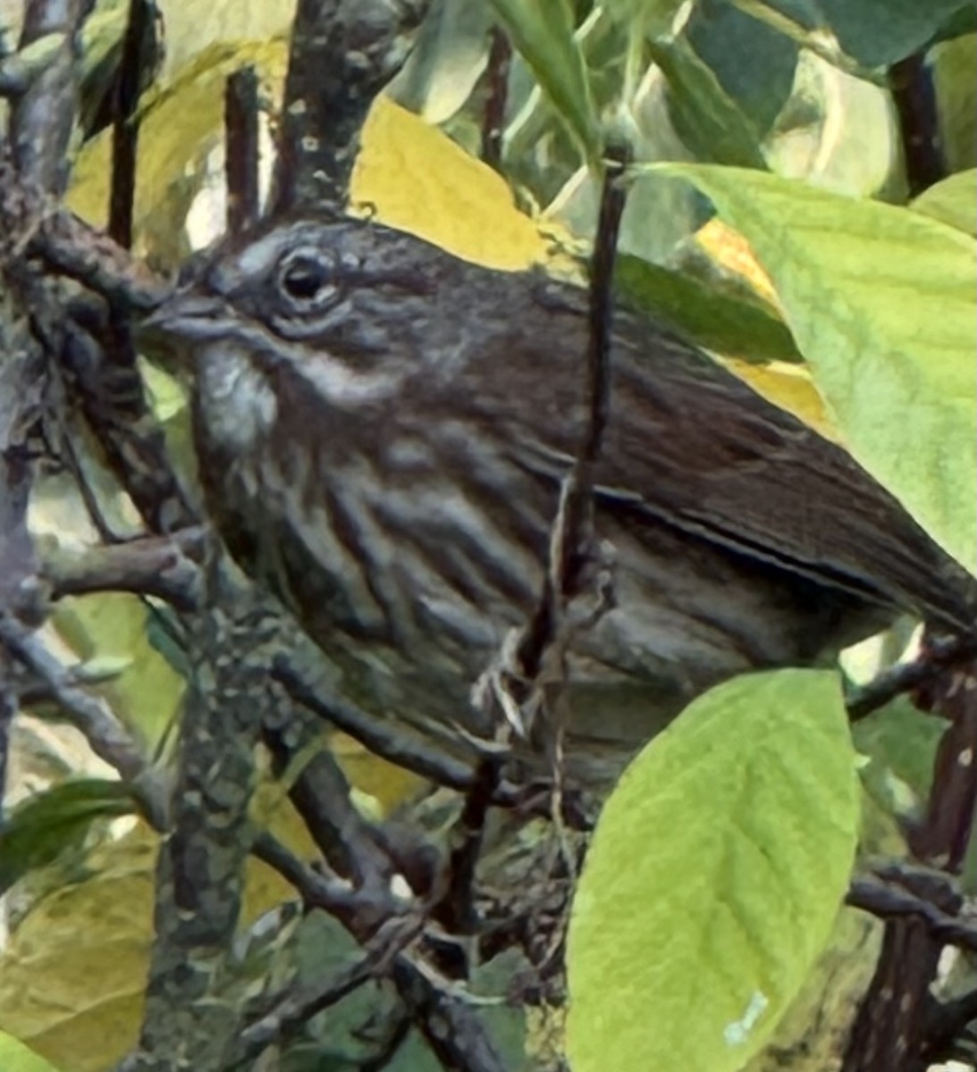 Song Sparrow - ML642358593