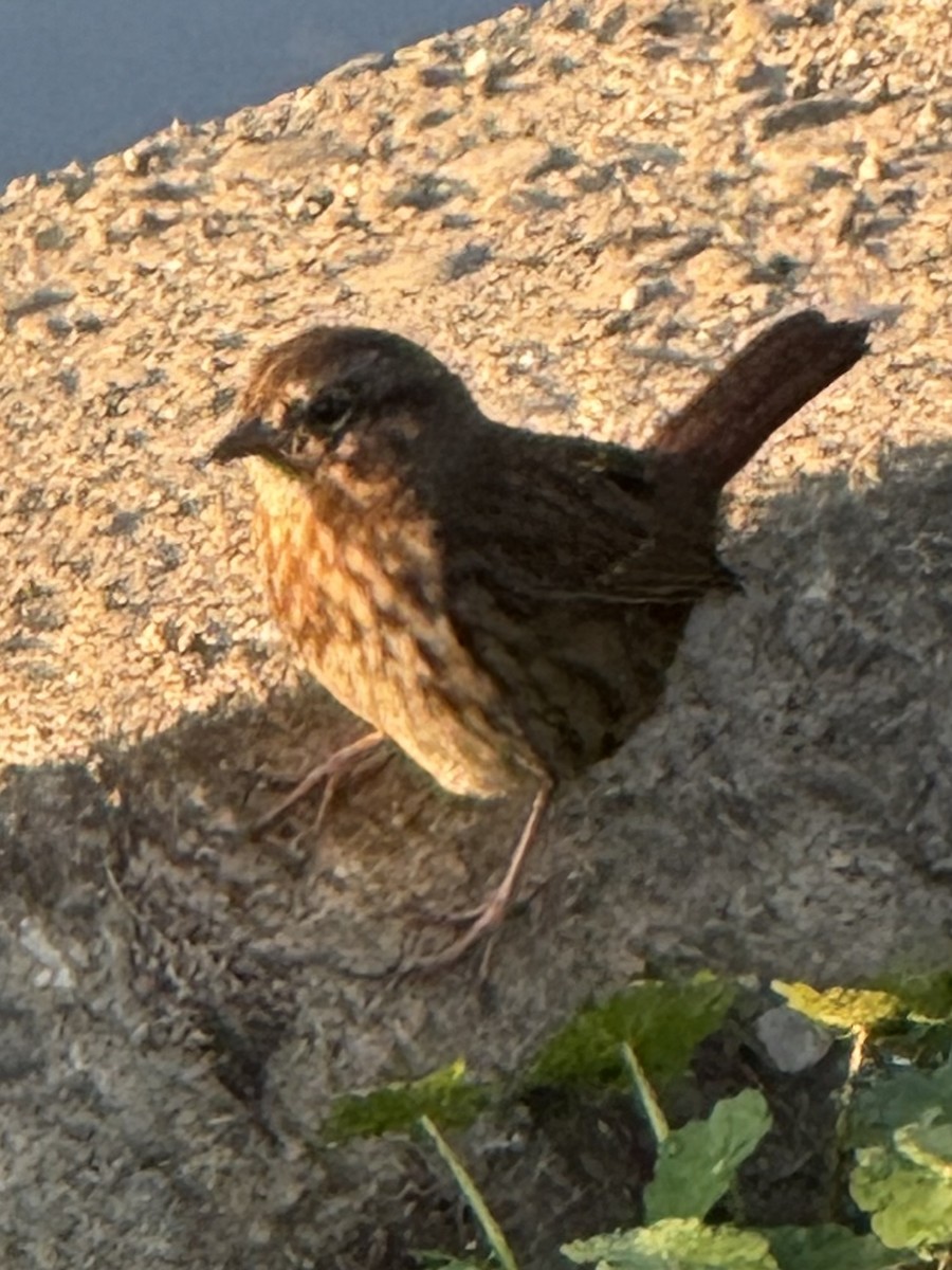 Song Sparrow - ML642358594