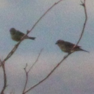 bird sp. - ML642358604