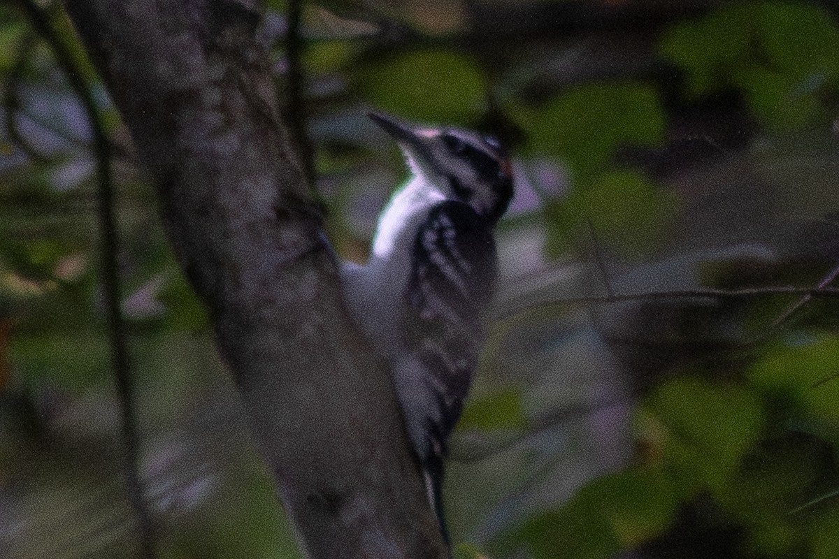 Hairy Woodpecker - ML642358611
