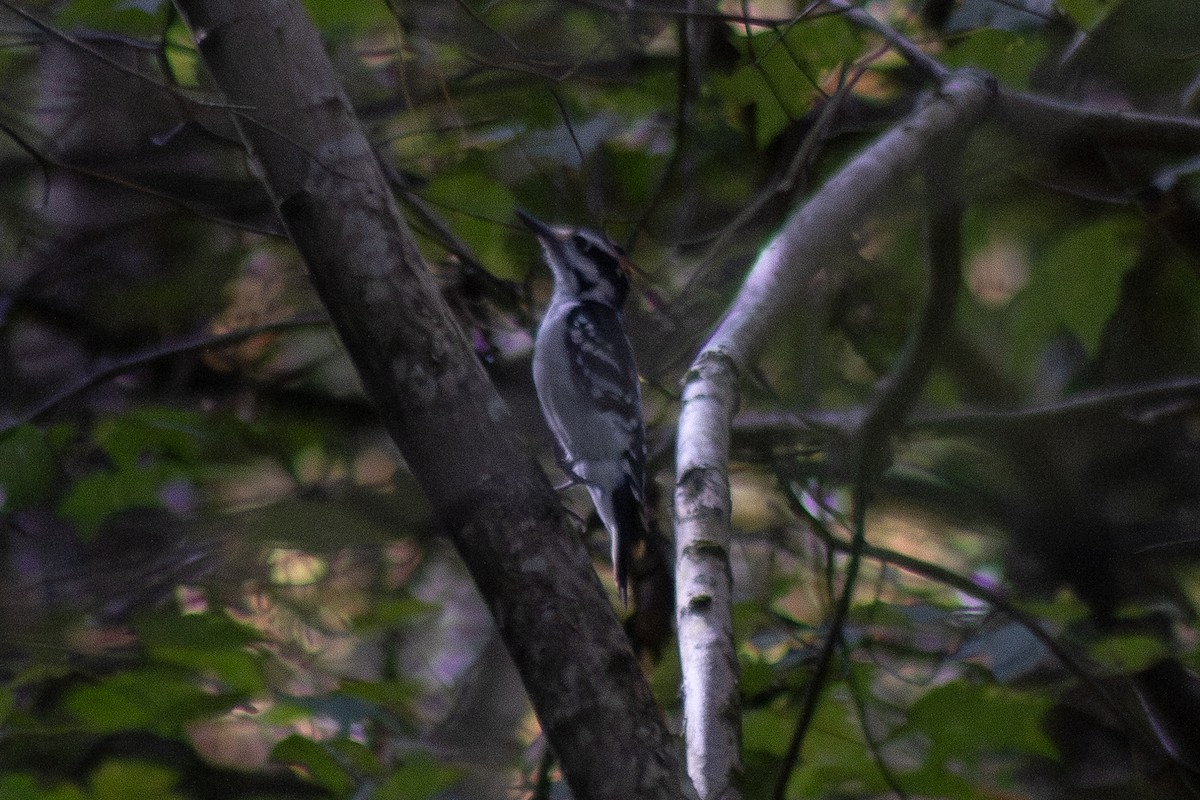 Hairy Woodpecker - ML642358612