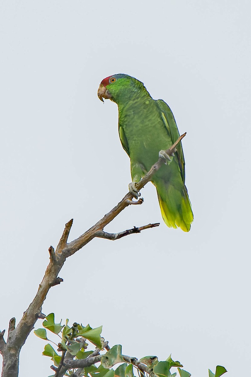 Red-crowned Amazon - ML642358620