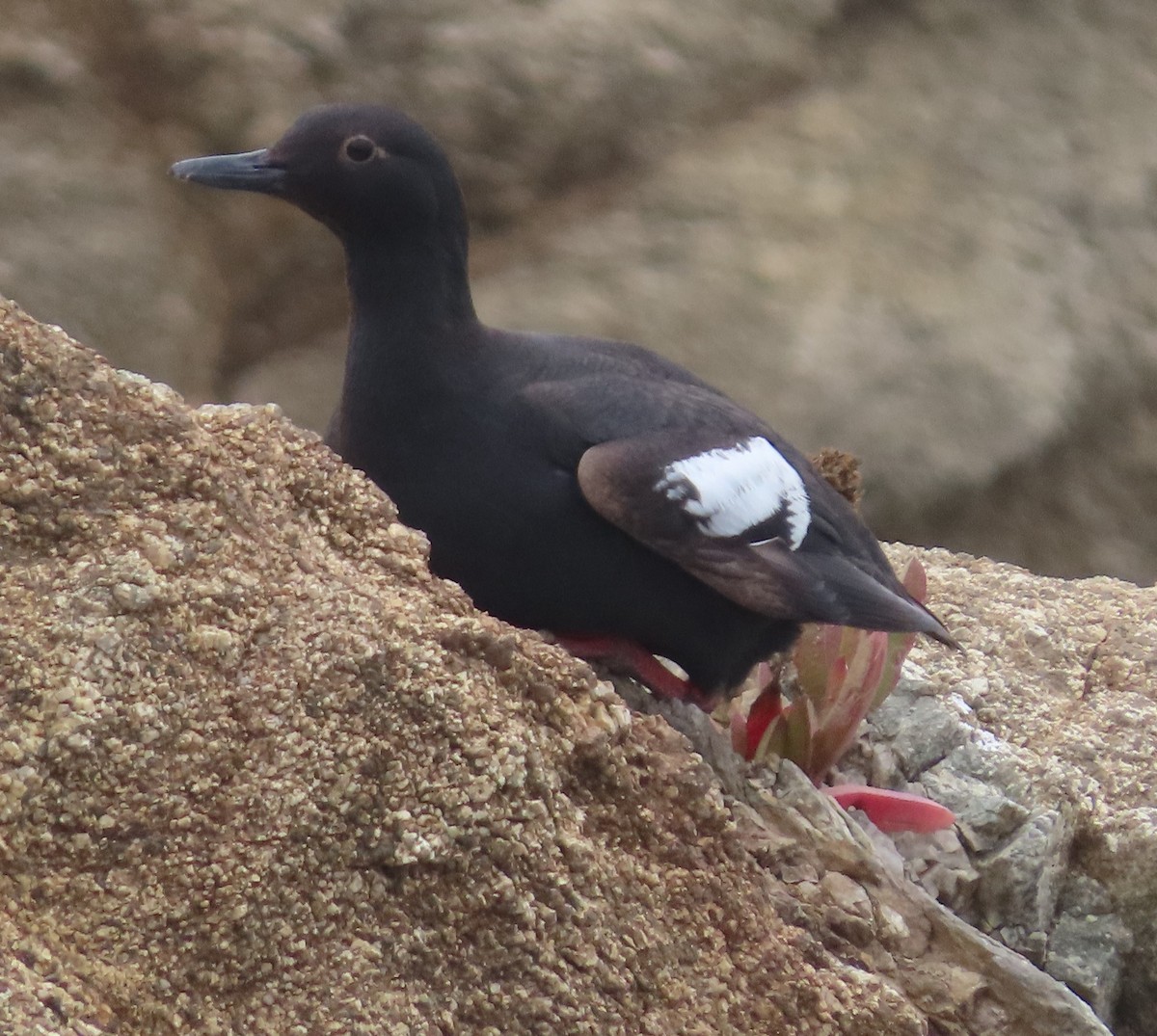 Pigeon Guillemot - ML642358643