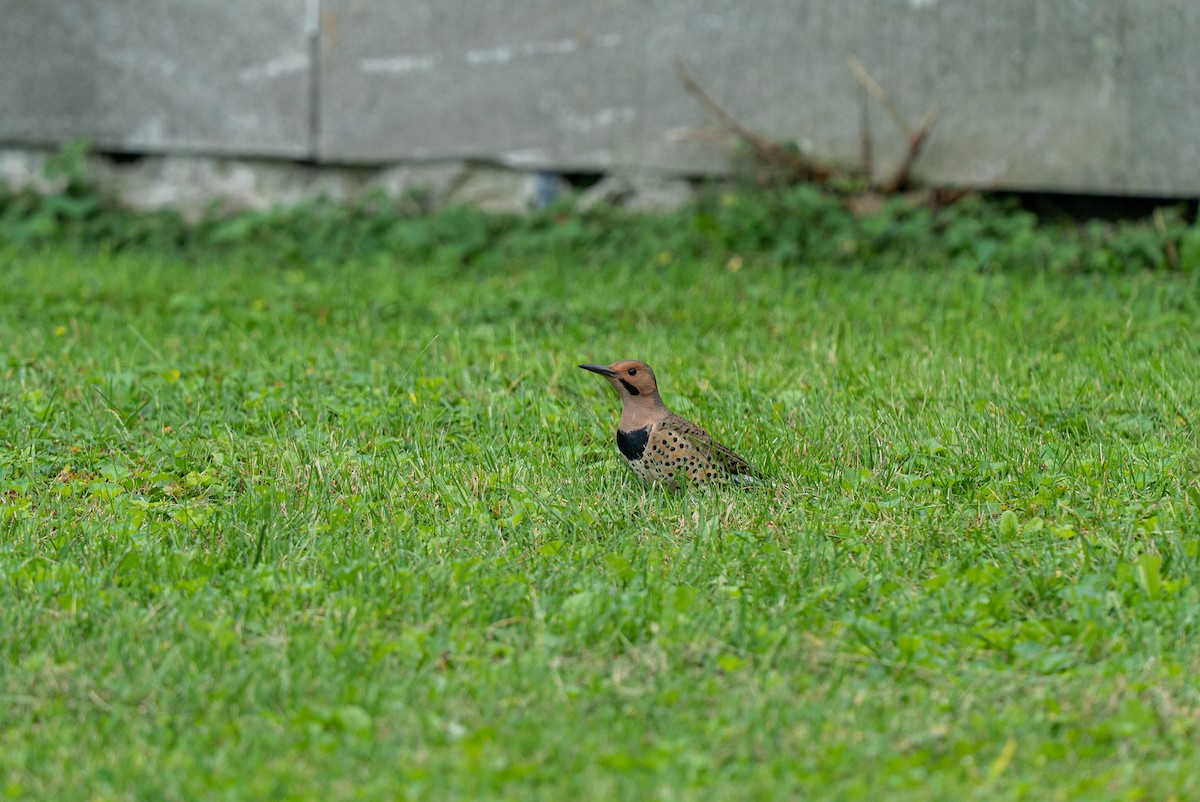 Northern Flicker - ML642358652