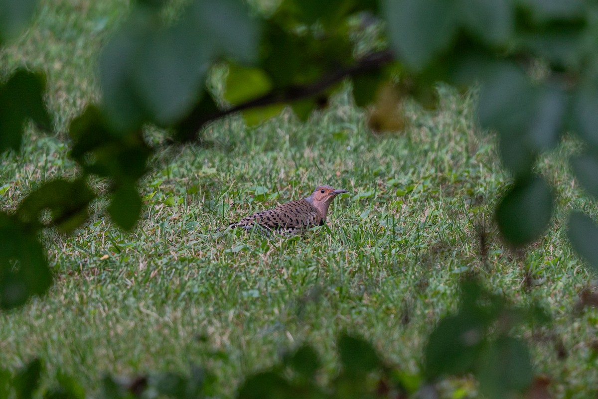 Northern Flicker - ML642358653
