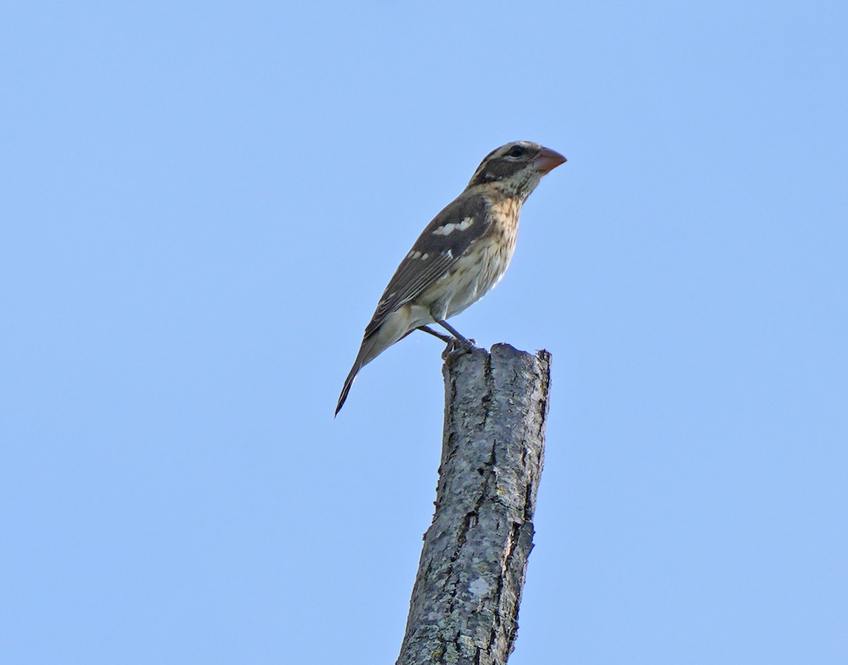 Rose-breasted Grosbeak - ML642358679