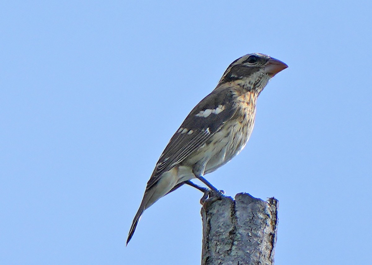 Rose-breasted Grosbeak - ML642358680