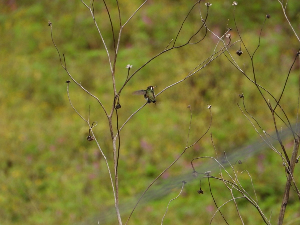 hvitørekolibri - ML642358707