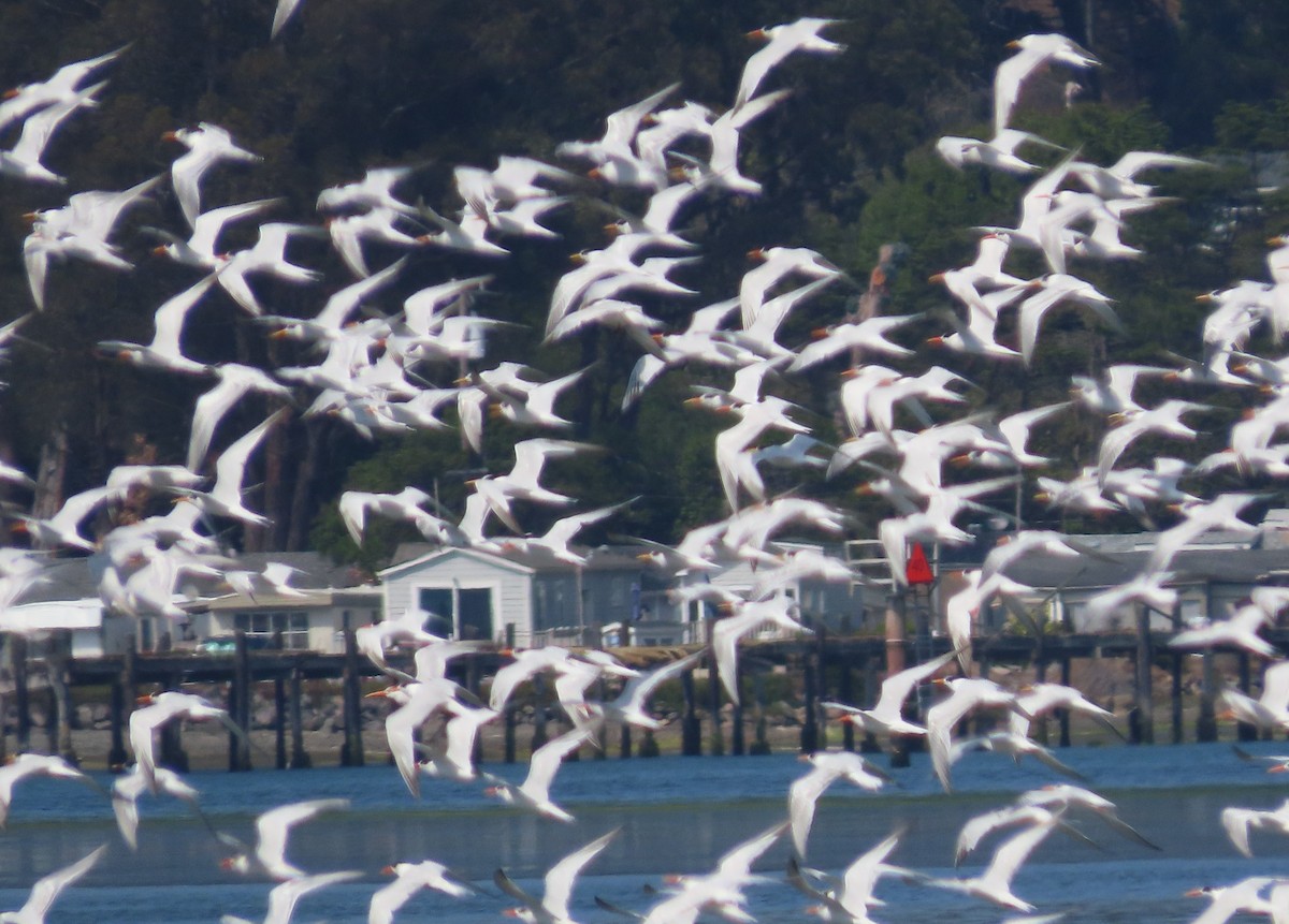 Elegant Tern - ML642358735