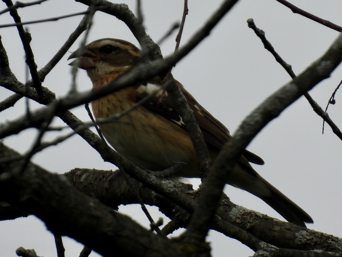 Rose-breasted Grosbeak - ML642358740