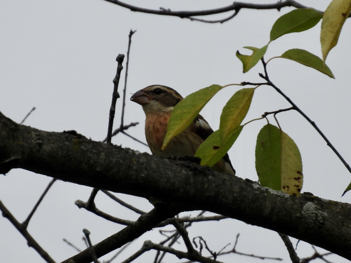 Rose-breasted Grosbeak - ML642358741