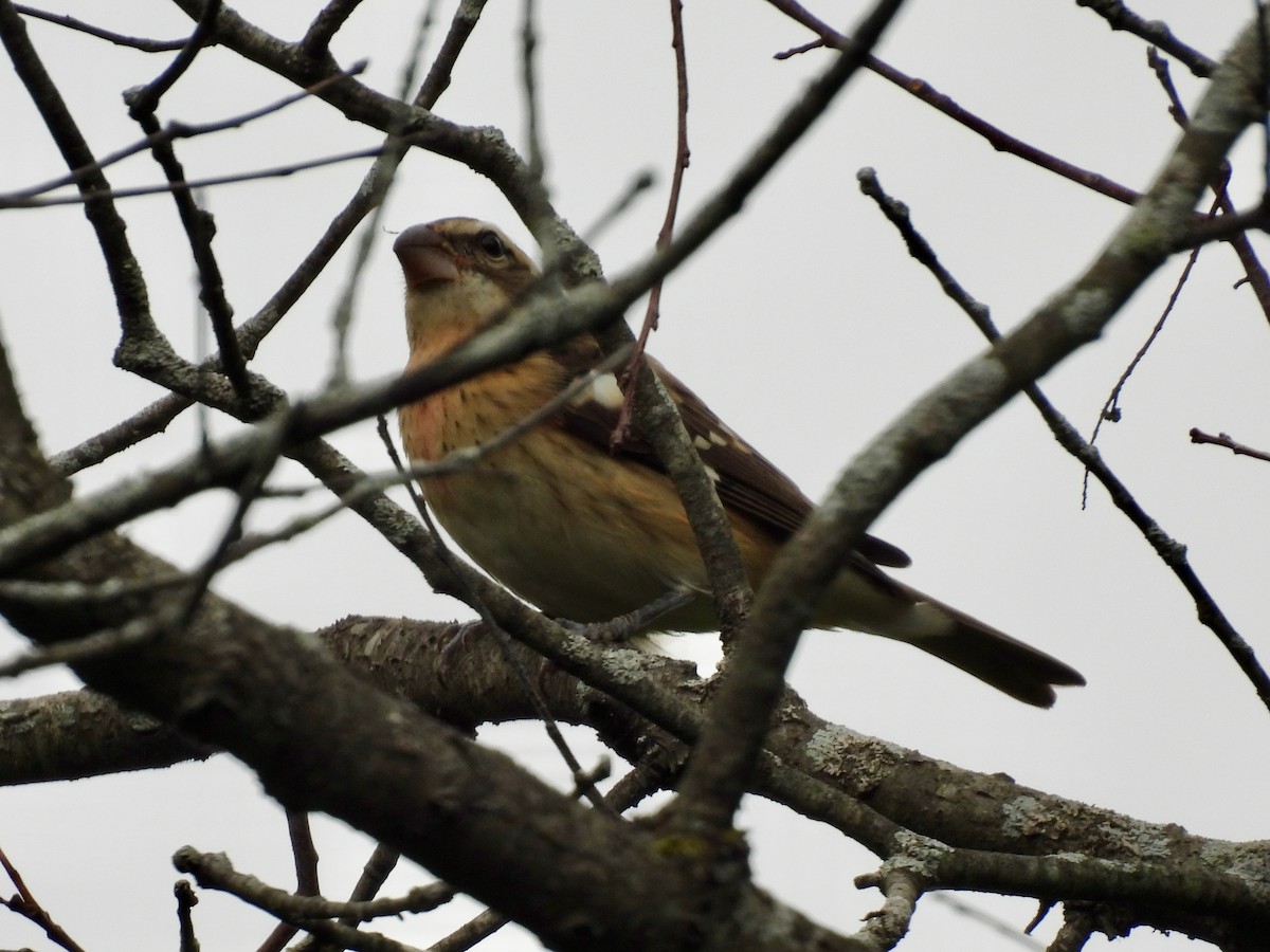 Rose-breasted Grosbeak - ML642358742