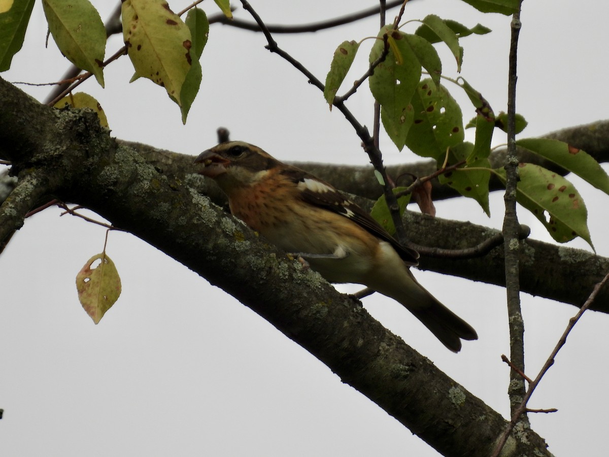 Rose-breasted Grosbeak - ML642358743