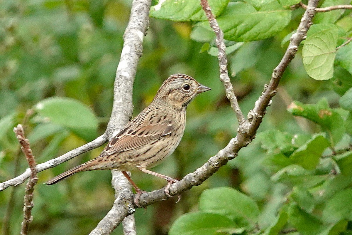 Lincoln's Sparrow - ML642358766