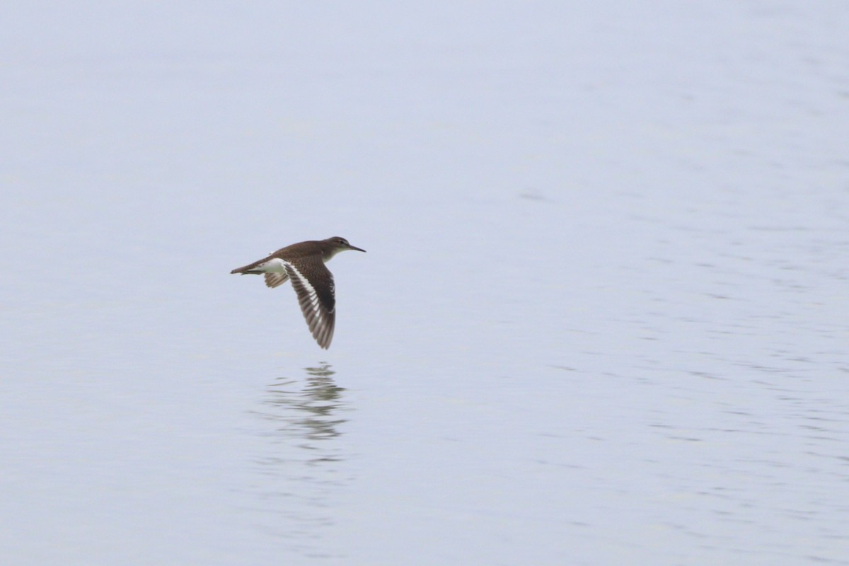 Common Sandpiper - ML642358785