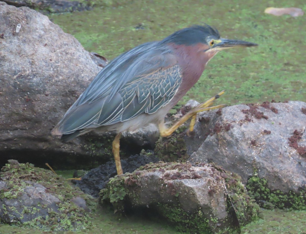Green Heron - ML642358794