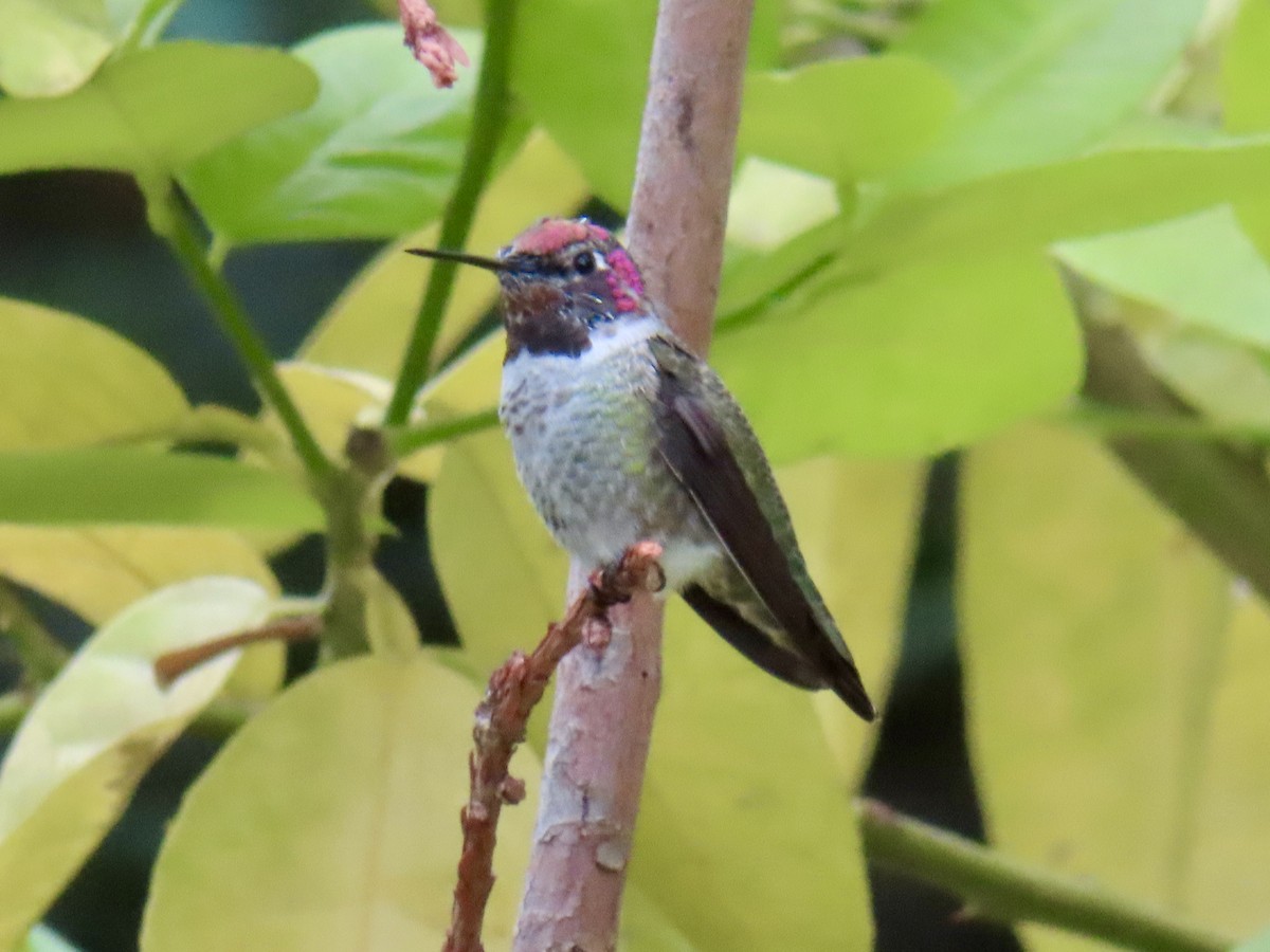Anna's Hummingbird - ML642358797