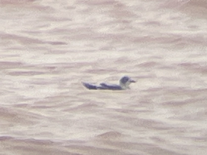 Franklin's Gull - ML642358801