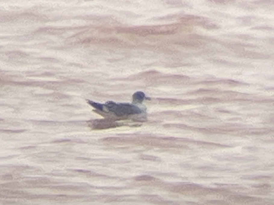 Franklin's Gull - ML642358802