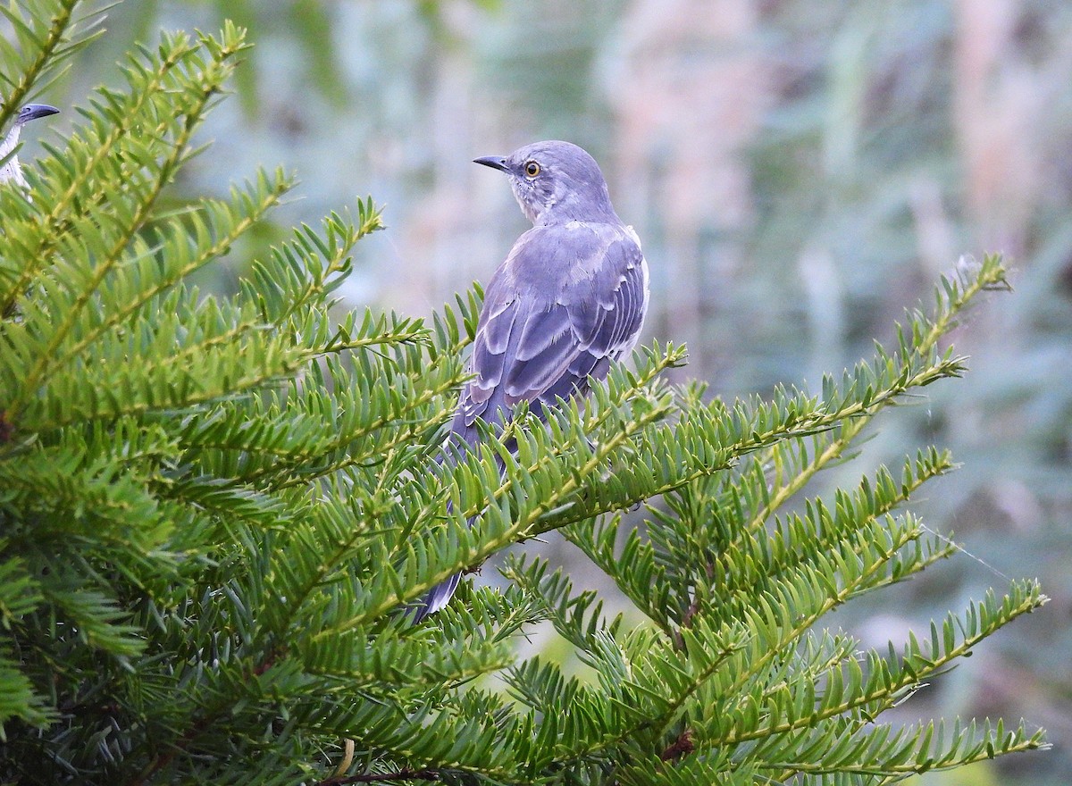 Northern Mockingbird - ML642358803