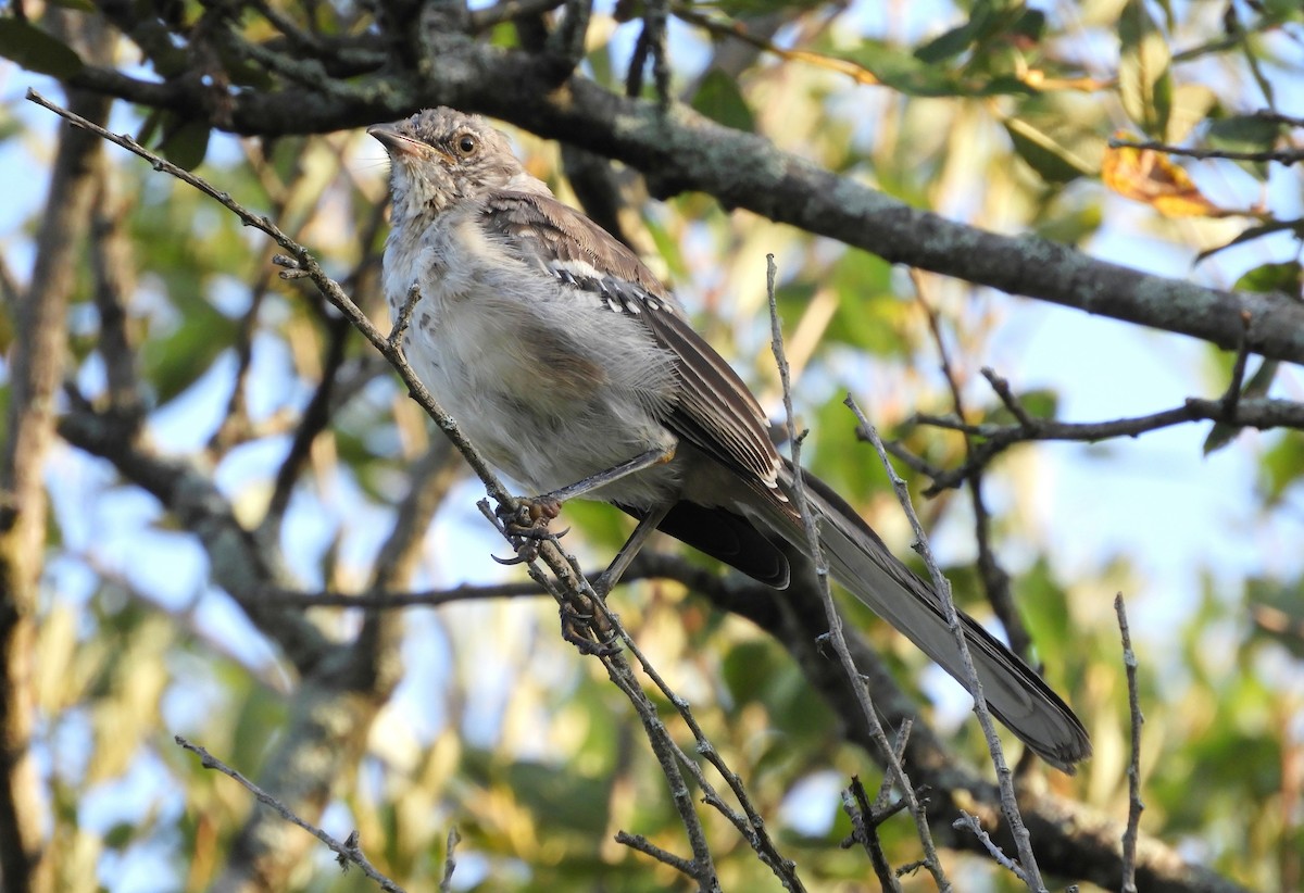 Northern Mockingbird - ML642358807