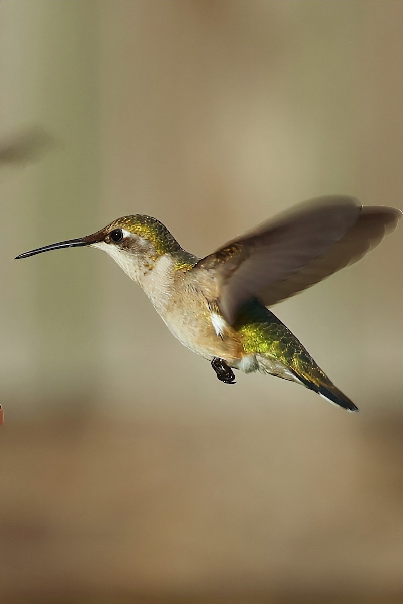Ruby-throated Hummingbird - ML642358812