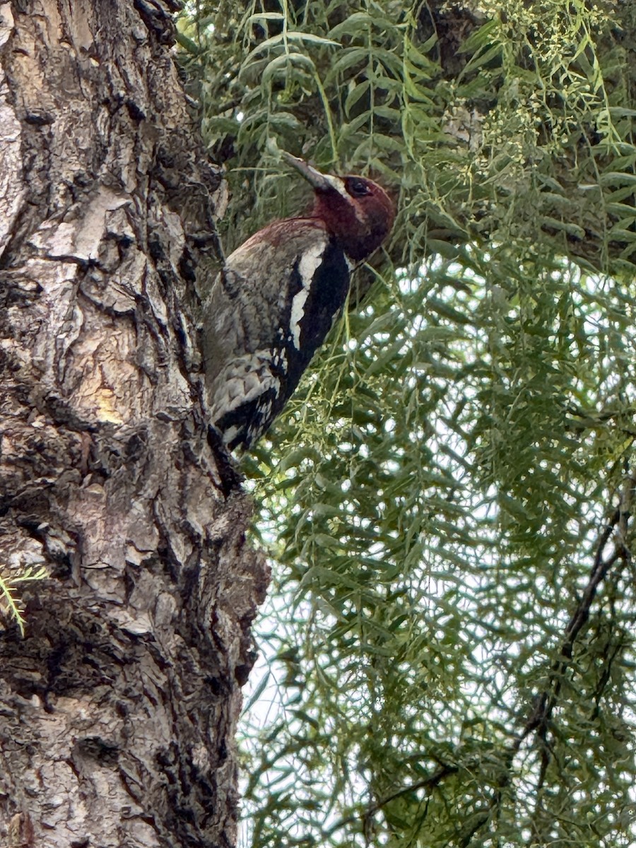 Red-breasted Sapsucker - ML642358813