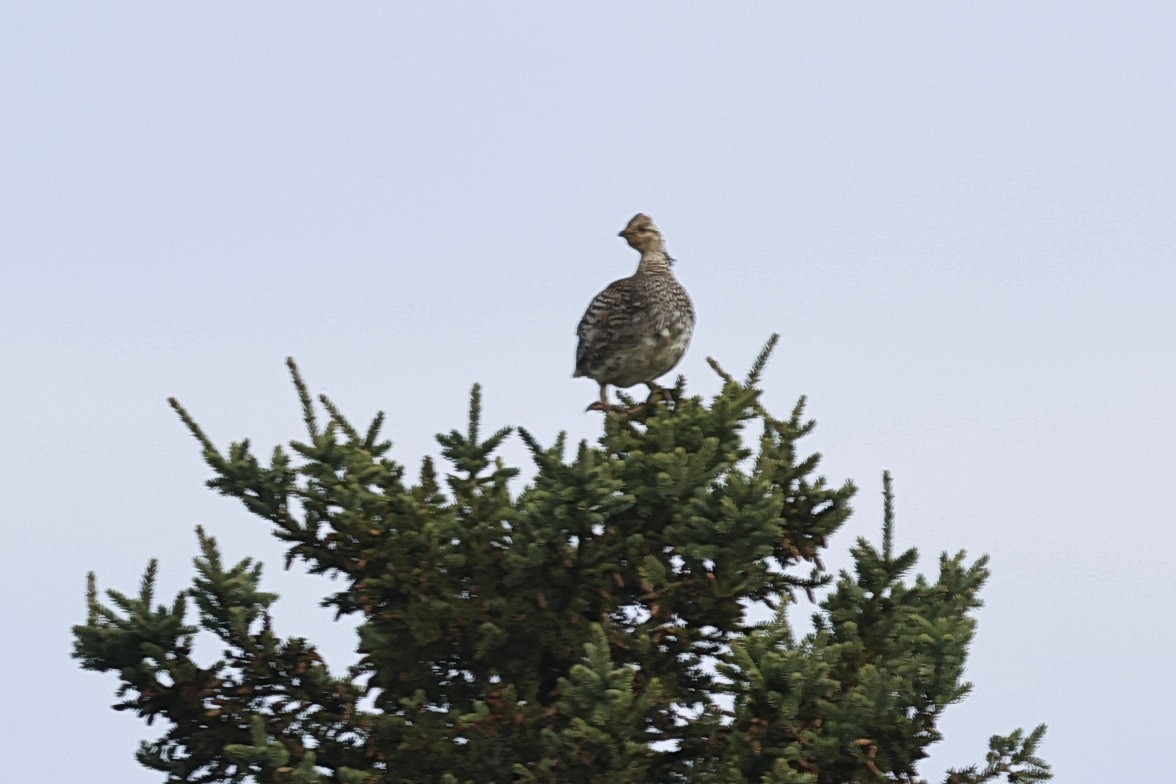 Schweifhuhn - ML642358816