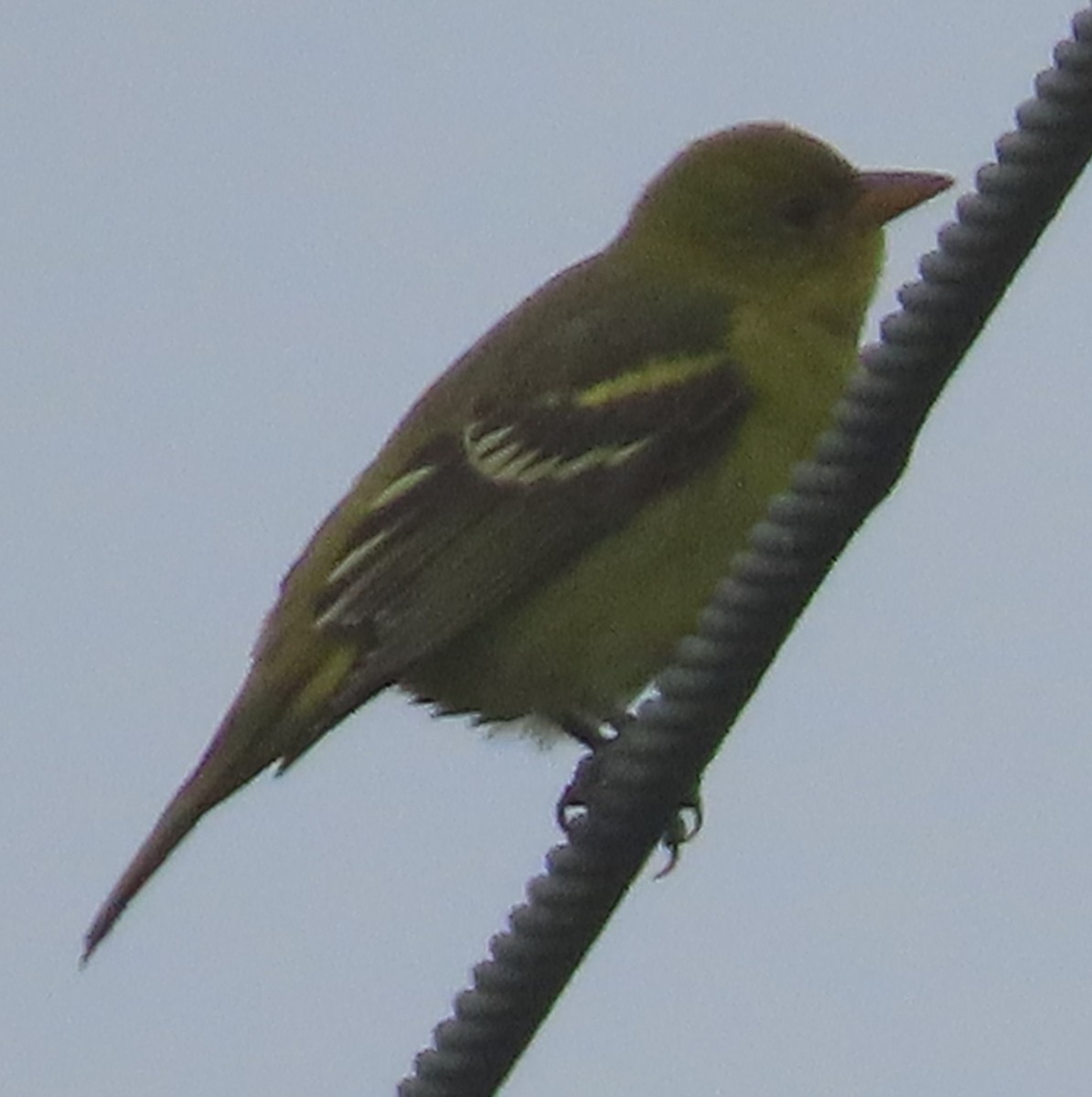 Western Tanager - ML642358820