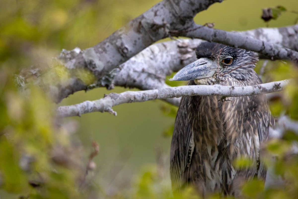 Yellow-crowned Night Heron - ML642358821