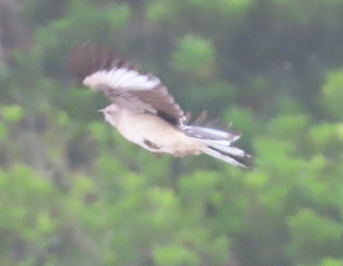 Northern Mockingbird - ML642358856