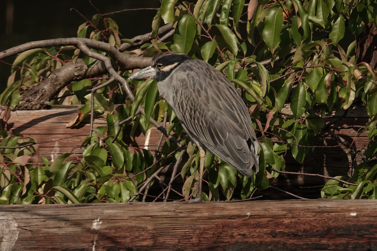 Yellow-crowned Night Heron - ML642358894