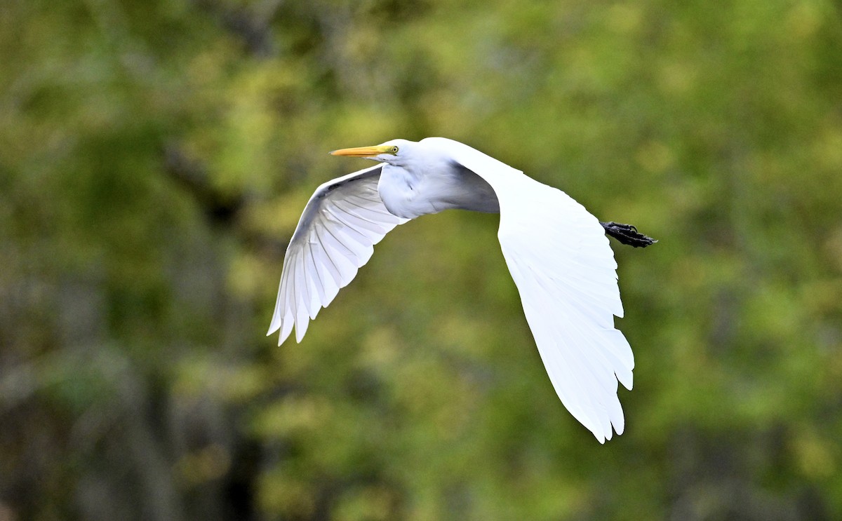 Great Egret - ML642358905