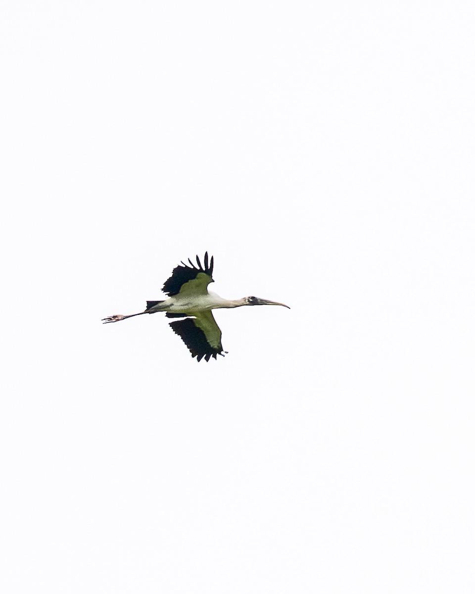 Wood Stork - ML642358945