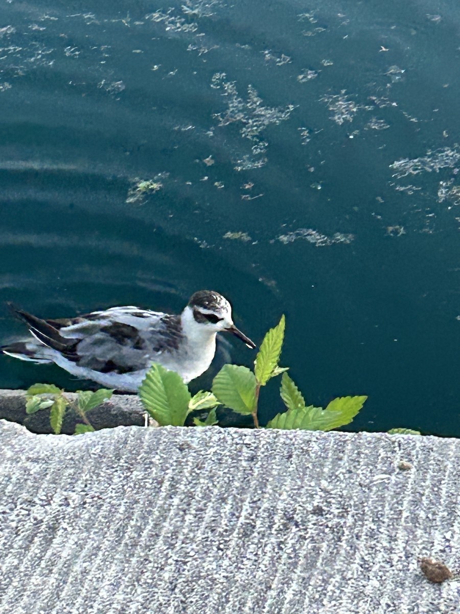 Red Phalarope - ML642358975