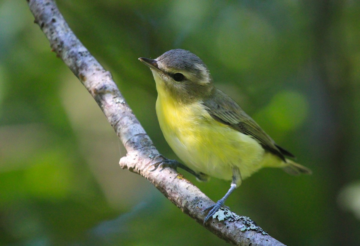 Philadelphia Vireo - ML642358989