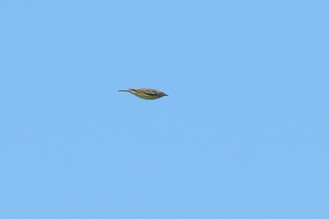 Cape May Warbler - ML642358992