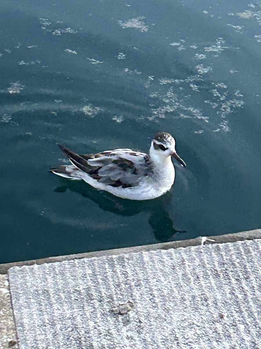 Red Phalarope - ML642358993