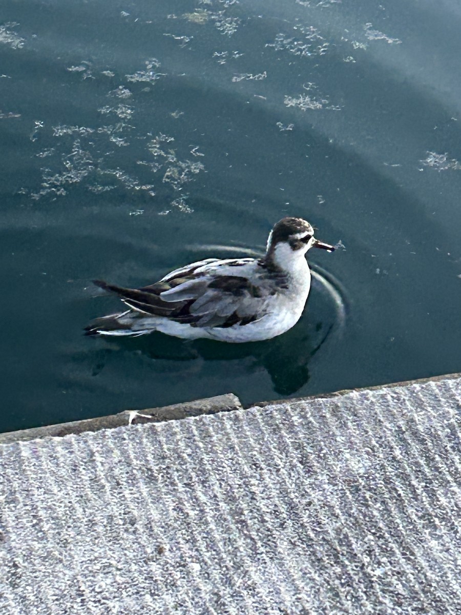 Red Phalarope - ML642358994