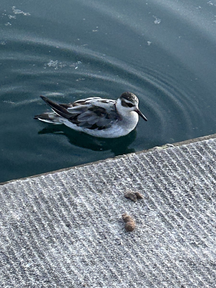 Red Phalarope - ML642358995