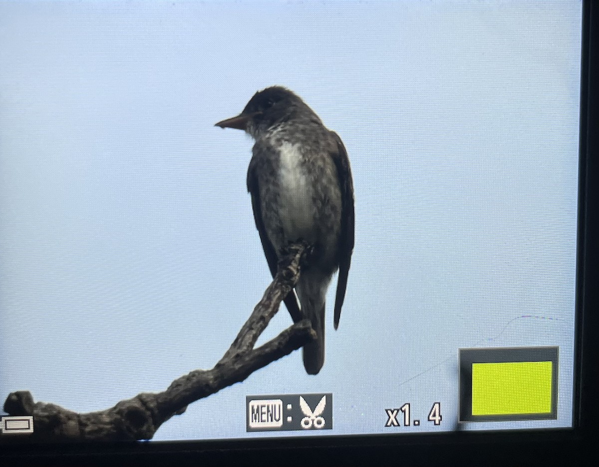 Olive-sided Flycatcher - ML642359002