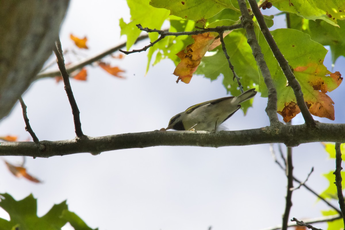 Golden-winged Warbler - ML642359004