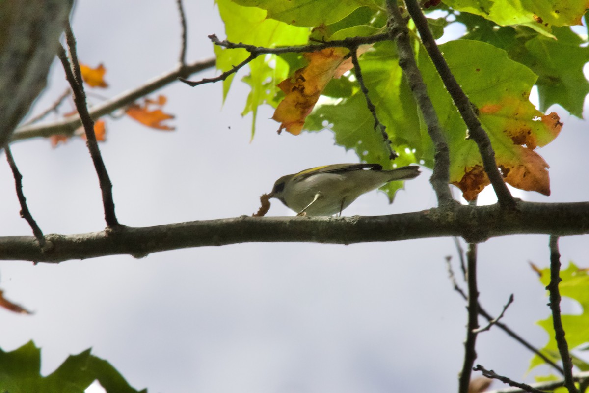 Golden-winged Warbler - ML642359005