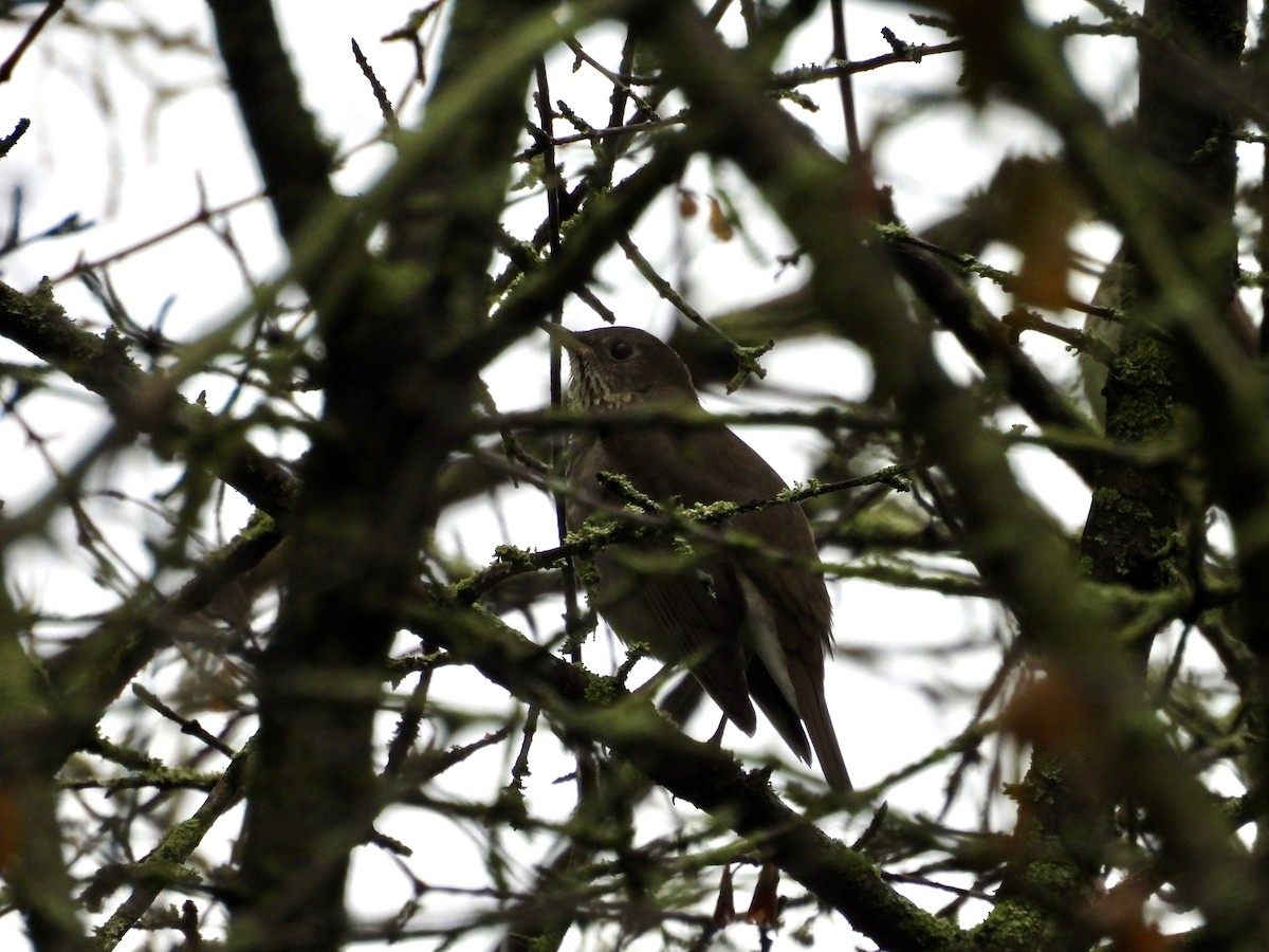 Gray-cheeked Thrush - ML642359016