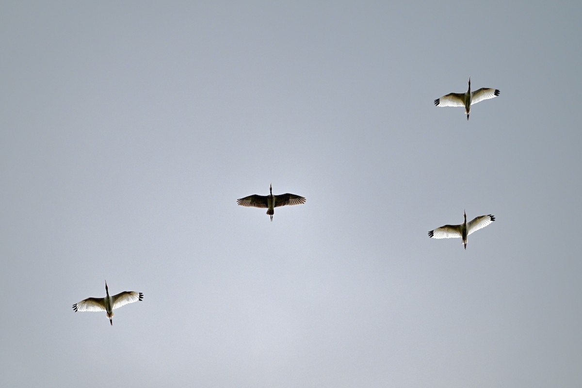 White Ibis - ML642359036
